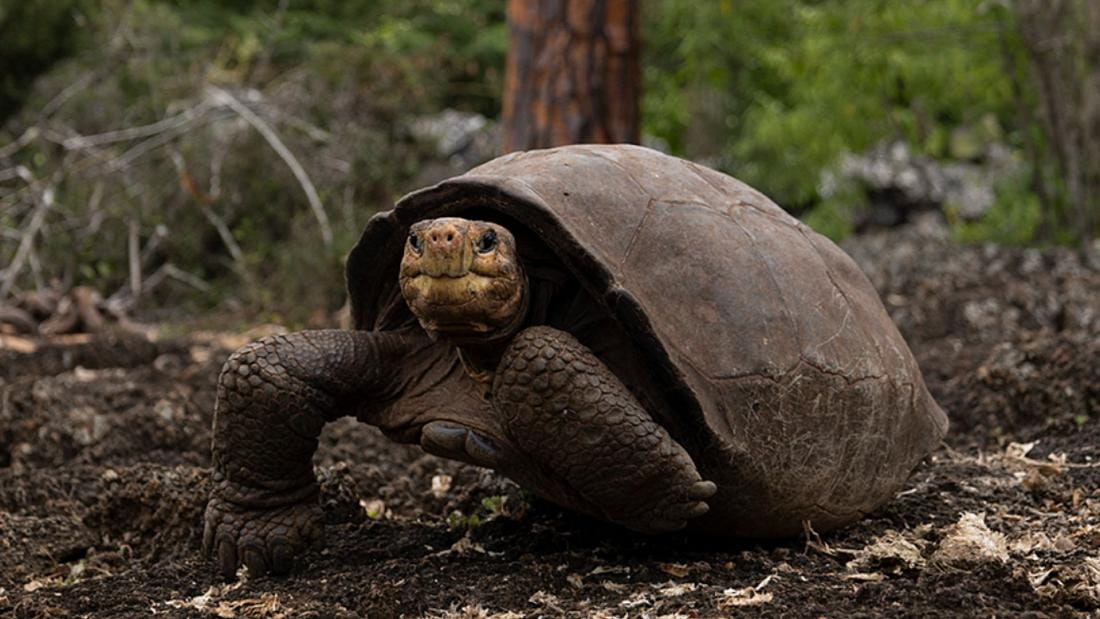 El Progreso | Giant Tortoise | Galapagos Islands