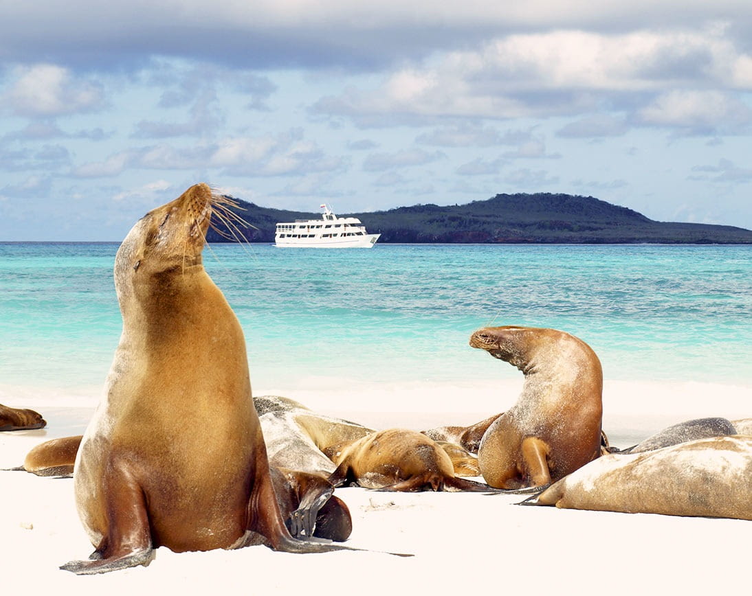 Bahia Gardner | Sea Lions | Galapagos Islands